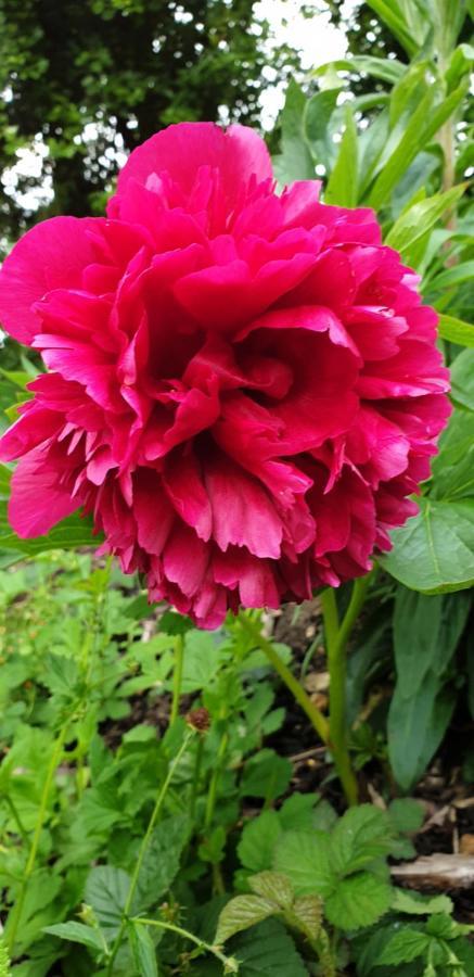 Rose Farm Bed and Breakfast Honiton Esterno foto