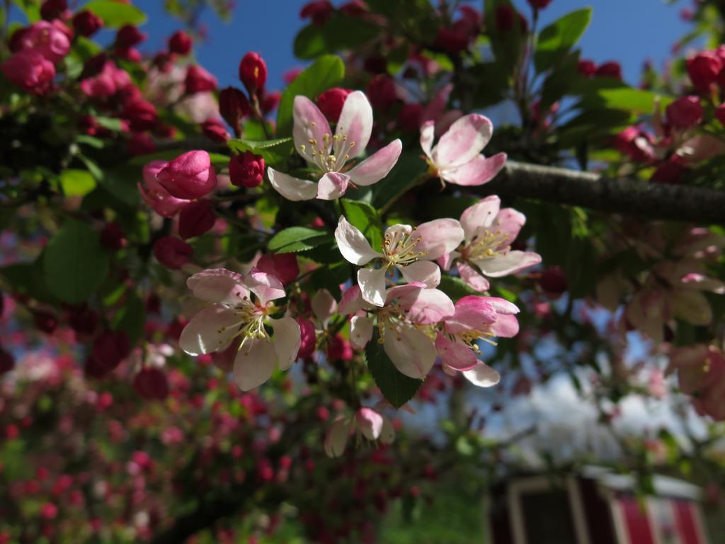 Rose Farm Bed and Breakfast Honiton Esterno foto